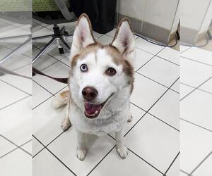 Siberian Husky Dogs for adoption in Derwood, MD, USA