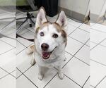 Small Siberian Husky
