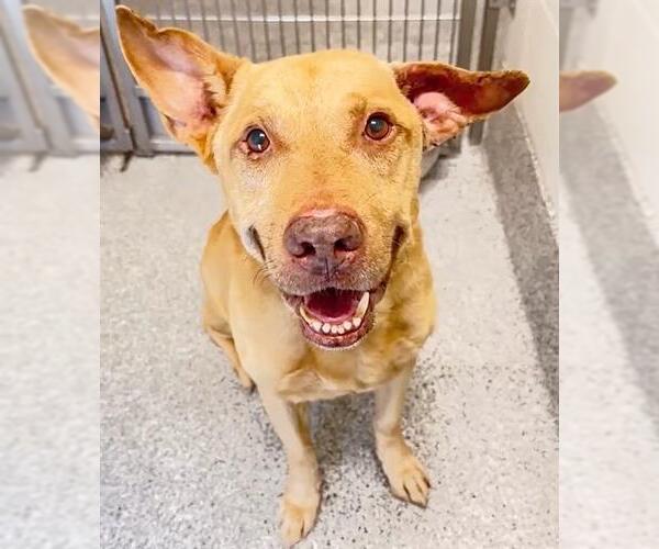 Medium Photo #2 Labrador Retriever-Unknown Mix Puppy For Sale in Houston, TX, USA