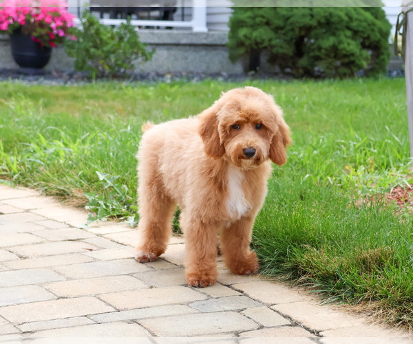 Medium Photo #9 Poodle (Miniature) Puppy For Sale in SYRACUSE, IN, USA