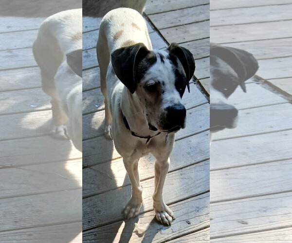 Medium Photo #2 Boxer-Unknown Mix Puppy For Sale in Newfoundland, PA, USA