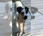 Small #1 Boxer Mix