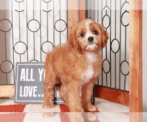 Cavapoo Puppy for sale in NAPLES, FL, USA