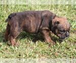 Small #5 Bulldog
