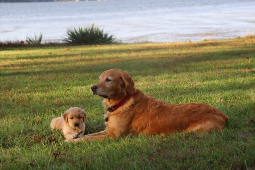 Medium Photo #1 Golden Retriever Puppy For Sale in HARRISON, TN, USA