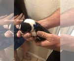 Small Photo #7 Pembroke Welsh Corgi Puppy For Sale in RIVERVIEW, FL, USA