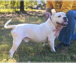 Small #3 American Pit Bull Terrier