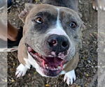Small #1 American Pit Bull Terrier