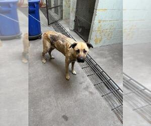 German Shepherd Dog-Unknown Mix Dogs for adoption in Stockton, CA, USA