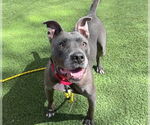 Small #1 American Pit Bull Terrier Mix