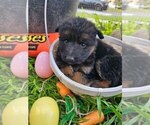 Small Photo #1 German Shepherd Dog Puppy For Sale in SAN FERNANDO, CA, USA