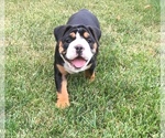 Small Photo #9 Olde English Bulldogge Puppy For Sale in LAKE NEPESSING, MI, USA