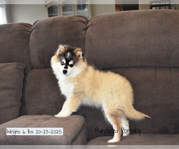 Medium Photo #5 Pomsky Puppy For Sale in KANSAS CITY, MO, USA