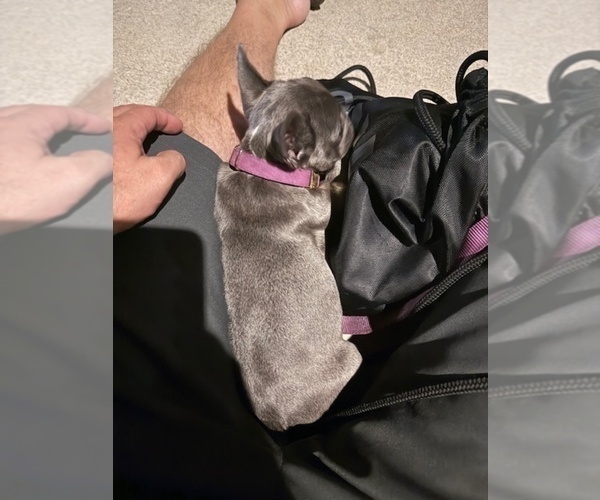 Medium Photo #7 French Bulldog Puppy For Sale in SAINT PETERSBURG, FL, USA