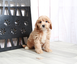 Bichon Frise-Cavapoo Mix Puppy for sale in MARIETTA, GA, USA