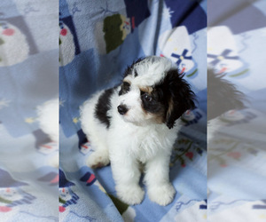 Bernedoodle (Miniature) Puppy for sale in MILWAUKEE, WI, USA