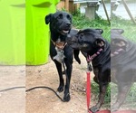 Small #7 Labrador Retriever Mix