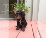 Small Photo #10 Springerdoodle Puppy For Sale in MADISON, WI, USA