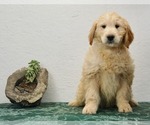 Puppy 0 Goldendoodle-Poodle (Miniature) Mix