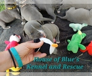 American Pit Bull Terrier Puppy for sale in DELAWARE, OH, USA