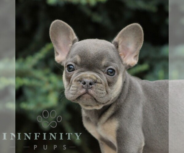 Medium Photo #1 French Bulldog Puppy For Sale in EAST EARL, PA, USA