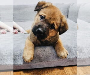 Shepradors Dogs for adoption in Princeton, MN, USA