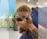 Small Labrador Retriever Mix