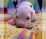 Small #25 Dogo Argentino