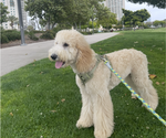 Small Photo #1 Goldendoodle Puppy For Sale in SAN DIEGO, CA, USA
