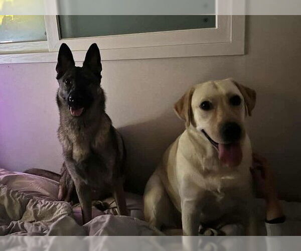 Medium Photo #6 Labrador Retriever Puppy For Sale in Seattle, WA, USA