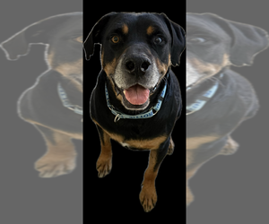 Maxwell - Male Rottweiler Dog for Adoption - Photo #9