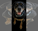Small #8 Rottweiler