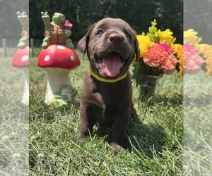 Labrador Retriever Puppy for sale in NEOLA, WV, USA