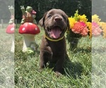 Image preview for Ad Listing. Nickname: Chocolate Labs