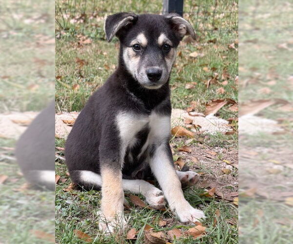 Medium Photo #1 German Shepherd Dog-Unknown Mix Puppy For Sale in Oak Bluffs, MA, USA