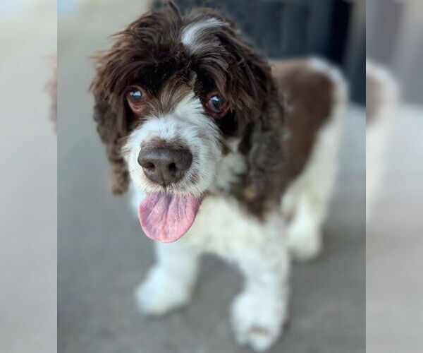 Medium Photo #17 Cocker Spaniel Puppy For Sale in Arlington, VA, USA