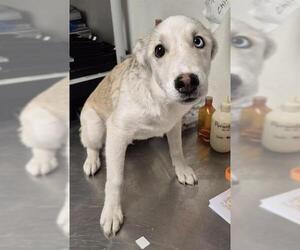 Siberian Husky Dogs for adoption in Bakersfield, CA, USA