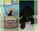 Small Photo #7 Labradoodle Puppy For Sale in OTTAWA, OH, USA