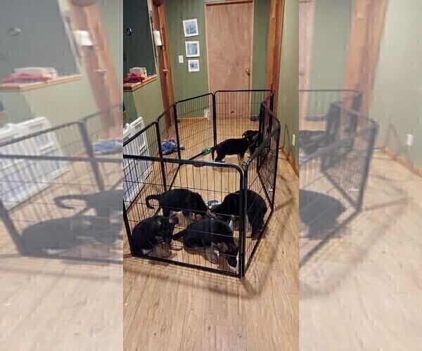 Medium Photo #123 German Shepherd Dog Puppy For Sale in LA FAYETTE, NY, USA
