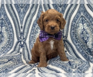 Cockapoo Puppy for sale in LAKELAND, FL, USA