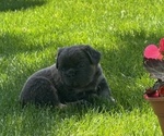 Small Photo #12 French Bulldog Puppy For Sale in HELENA, MT, USA