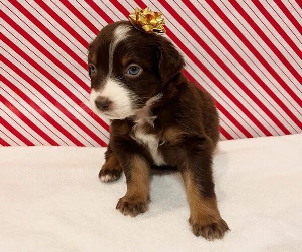 Medium Photo #2 Australian Shepherd Puppy For Sale in OLD LYME, CT, USA