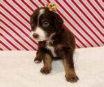 Puppy Martini Australian Shepherd