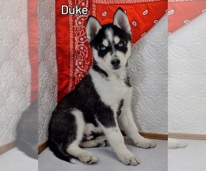 Siberian Husky Puppy for Sale in MOUNT AYR, Iowa USA