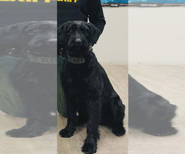 Medium Photo #4 GIANT SCHNAUZER -Unknown Mix Puppy For Sale in Aurora, IN, USA