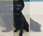 Small #3 GIANT SCHNAUZER  Mix