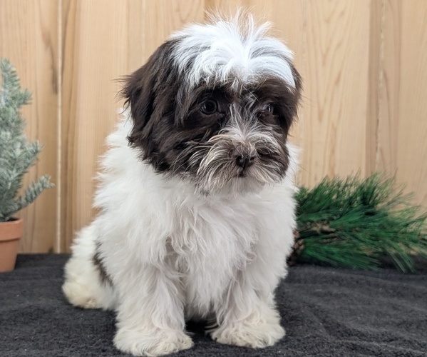 Medium Photo #3 Havanese Puppy For Sale in GOSHEN, IN, USA