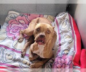 American Pit Bull Terrier Dogs for adoption in Orange, CA, USA