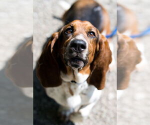 Basset Hound-Unknown Mix Dogs for adoption in Elmsford, NY, USA