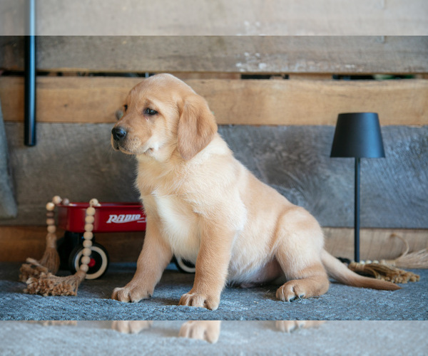 Medium Photo #13 Golden Labrador Puppy For Sale in GOSHEN, IN, USA